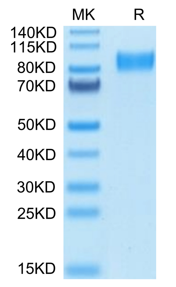 SDS-PAGE gel of Mouse Osteoactivin/GPNMB Protein 3476