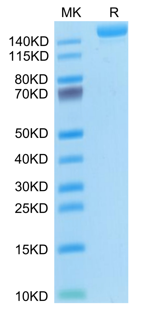 SDS-PAGE gel of Mouse L1CAM Protein 3483