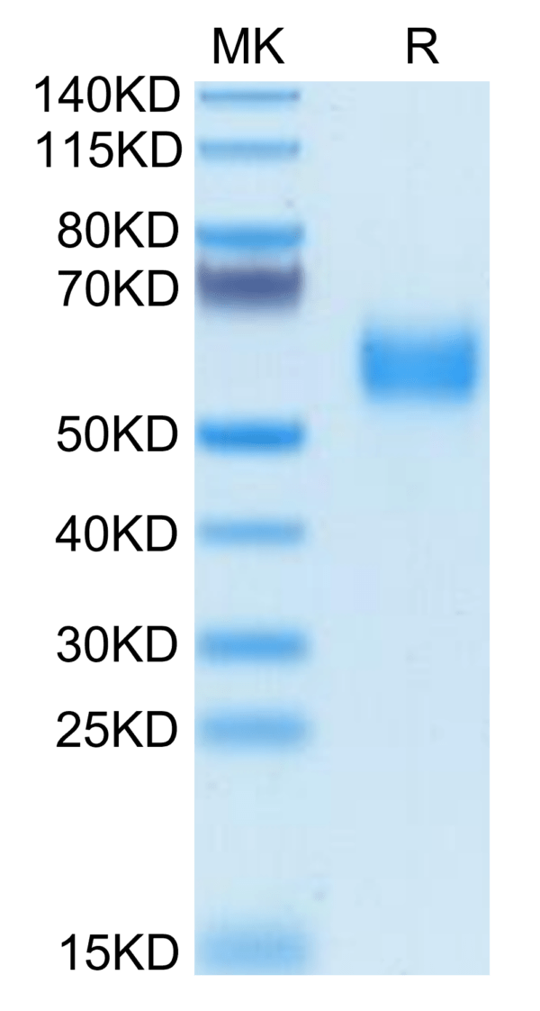 SDS-PAGE gel of Biotinylated Human SIRP alpha V2/CD172a Protein 3488