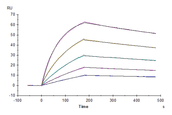 SPR with Biotinylated Human Fc gamma RI/CD64 Protein 3492