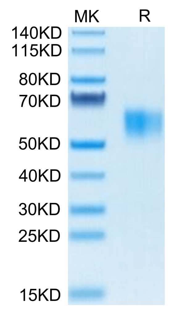 SDS-PAGE gel of Biotinylated Human Fc gamma RI/CD64 Protein 3492