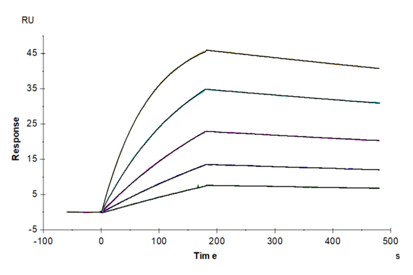 SPR with Cynomolgus AXL Protein 3499