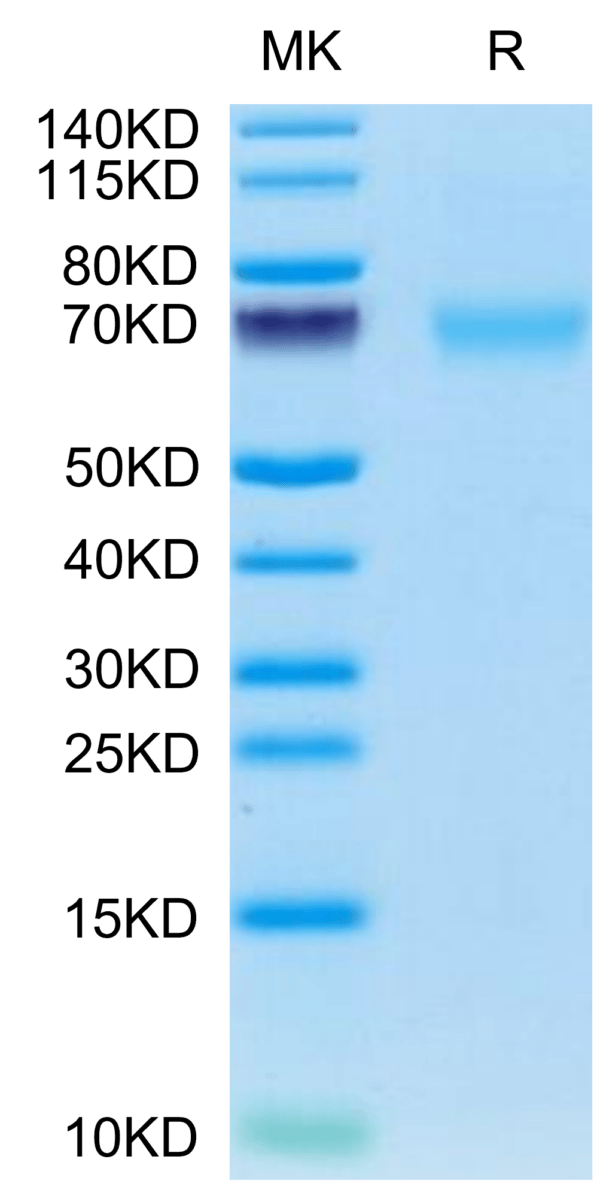 SDS-PAGE gel of Cynomolgus AXL Protein 3499