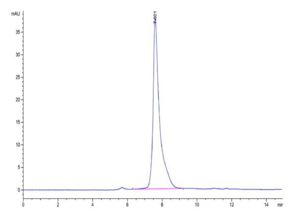 HPLC of Mouse PGLYRP1 Protein 3502