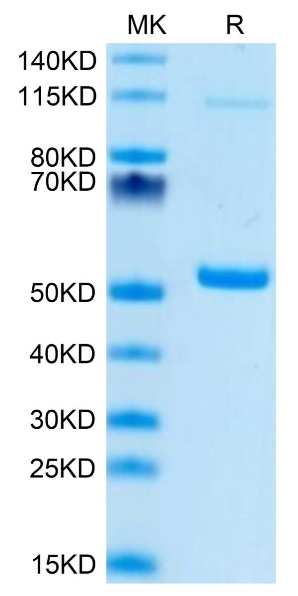 SDS-PAGE gel of Mouse PGLYRP1 Protein 3502