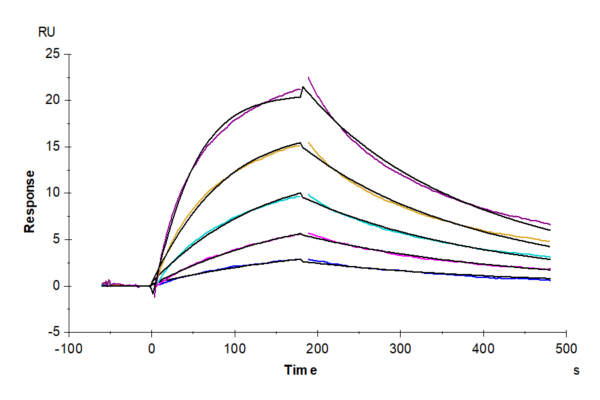 SPR with Rhesus macaque LILRB1/CD85j/ILT2 Protein 3508