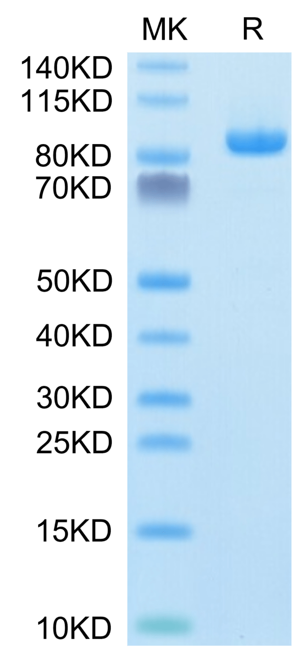 SDS-PAGE gel of Rhesus macaque LILRB1/CD85j/ILT2 Protein 3508