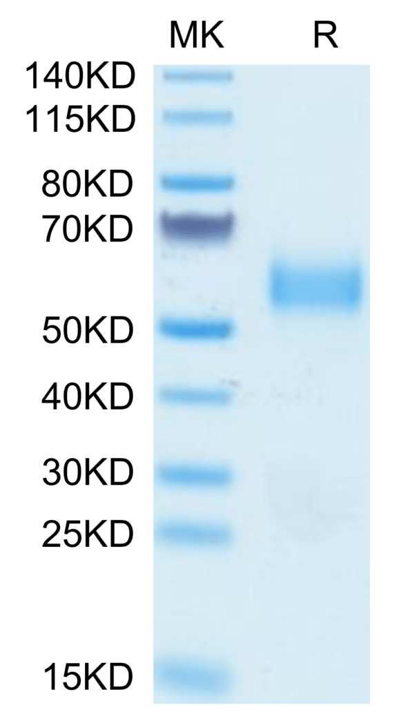 SDS-PAGE gel of Biotinylated Human SIRP alpha V3 Protein 3509