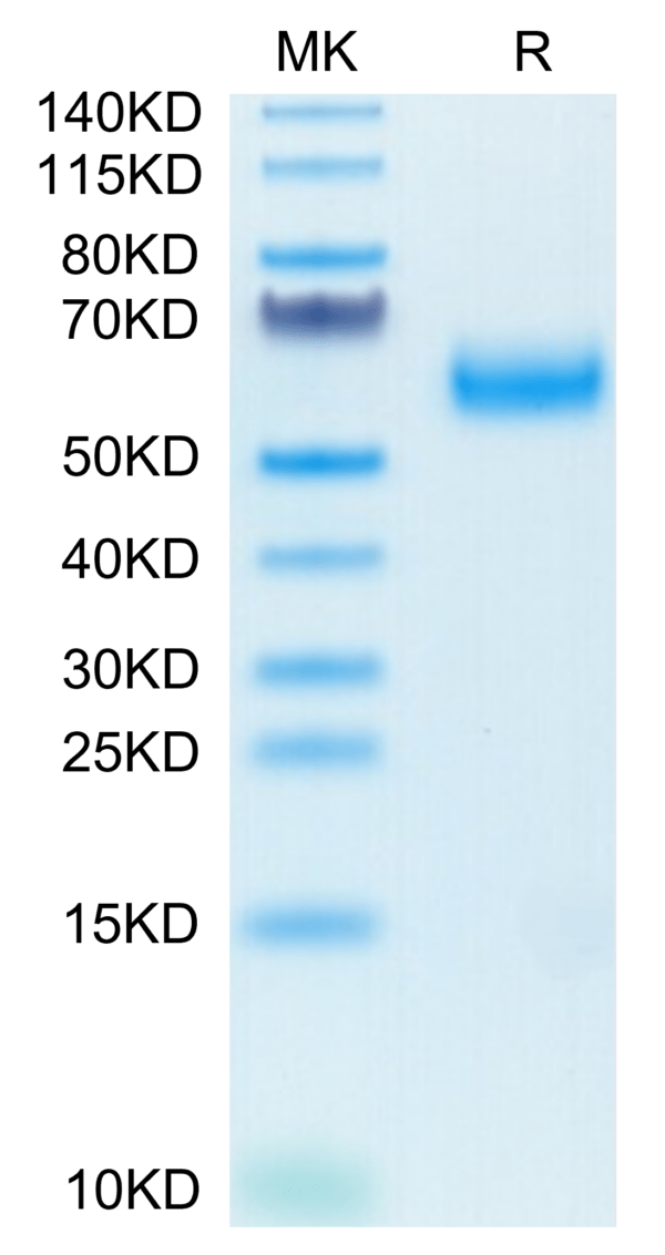 SDS-PAGE gel of Biotinylated Human SIRP alpha V6 Protein 3510