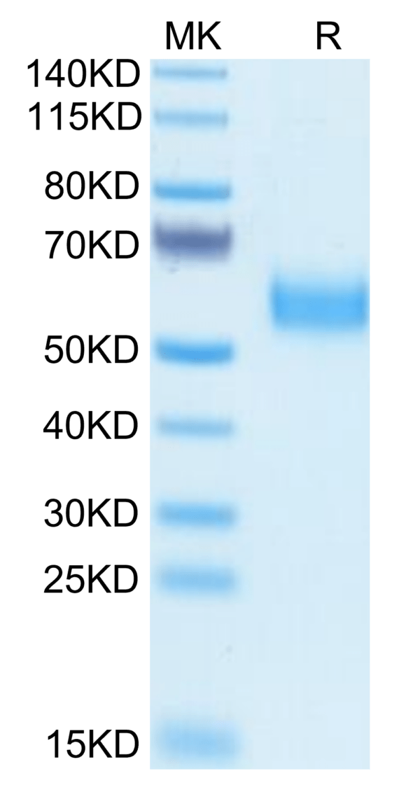 SDS-PAGE gel of Biotinylated Human SIRP alpha V5 Protein 3511