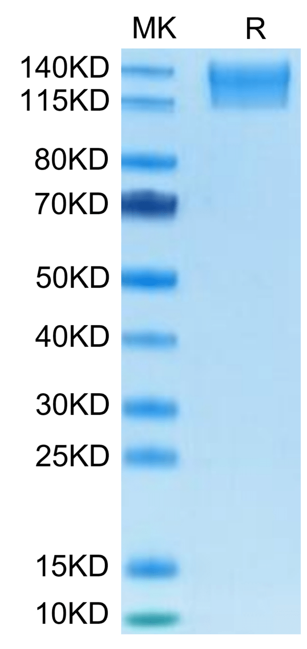 SDS-PAGE gel of Mouse SEZ6L2 Protein 3522