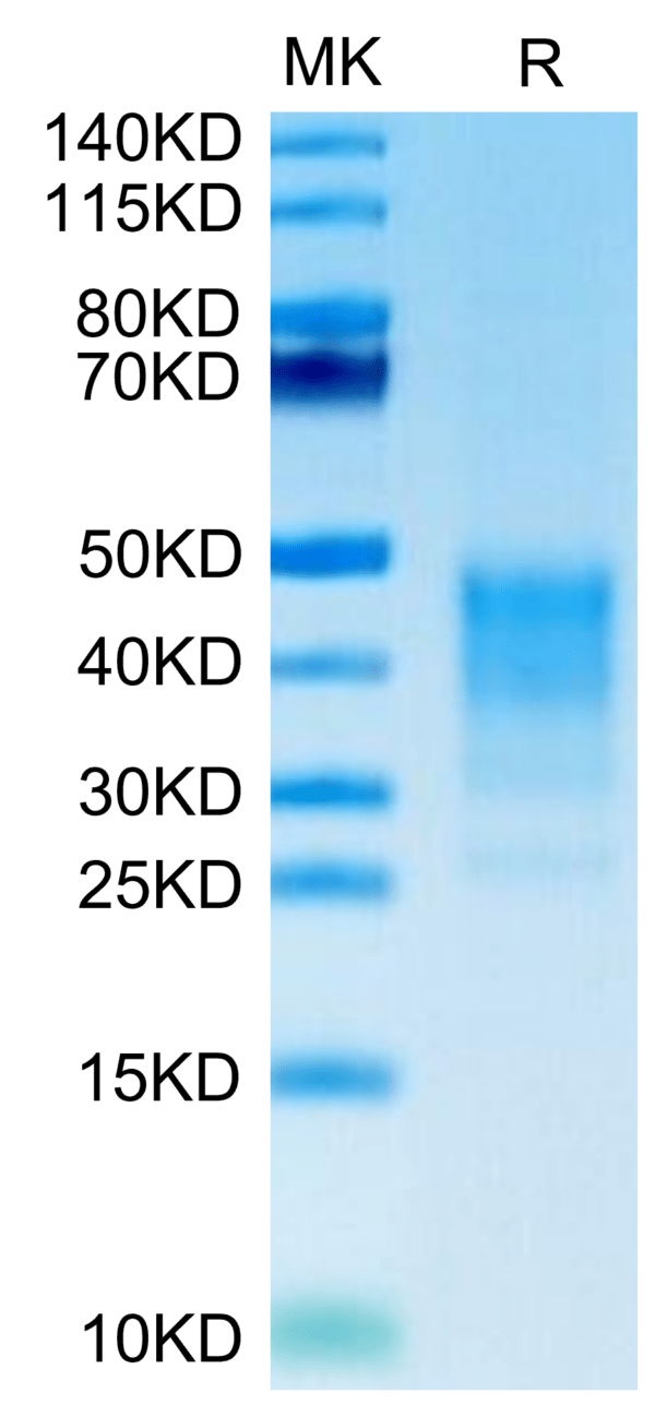 SDS-PAGE gel of Human CD30 Ligand/TNFSF8 Protein 3525