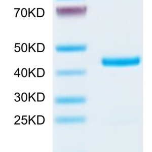 SDS-PAGE gel of Mouse EMAP-II/AIMP1 Protein 3543