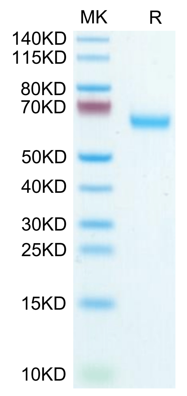 SDS-PAGE gel of Mouse Glypican 1/GPC1 Protein 3544