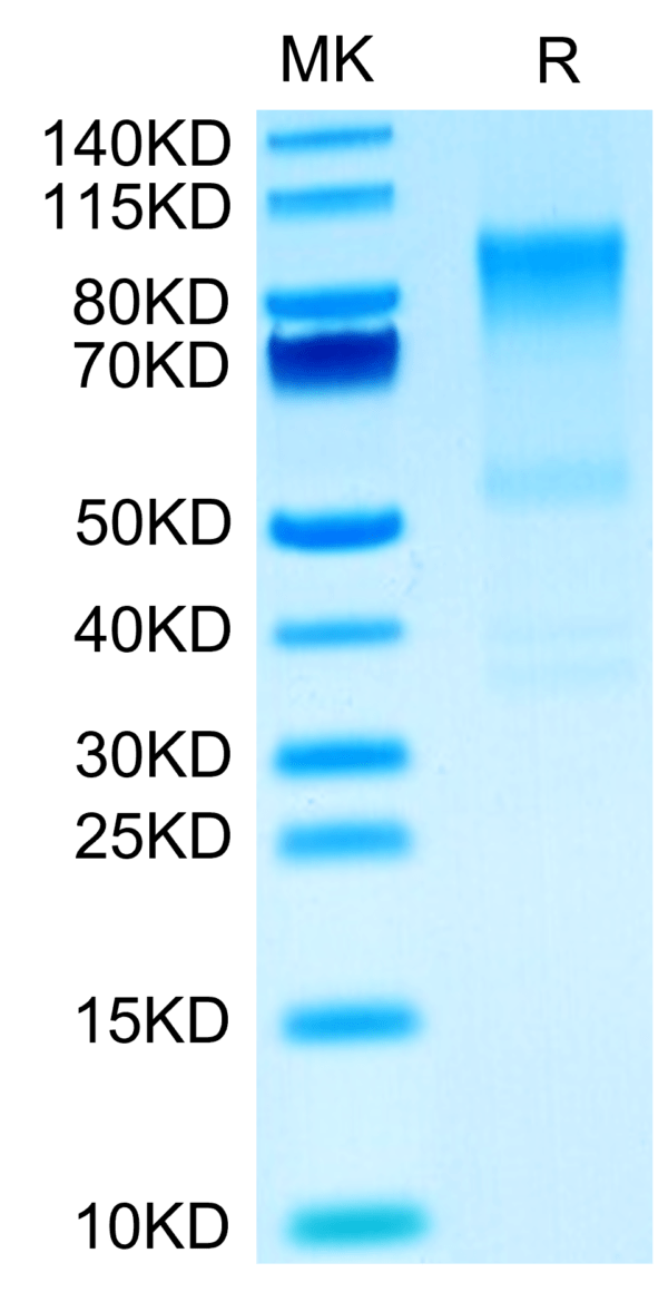 SDS-PAGE gel of Mouse Syndecan-1 Protein 3546