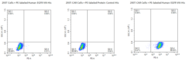 FACS with PE-Labeled Human EGFRVIII Protein 3549