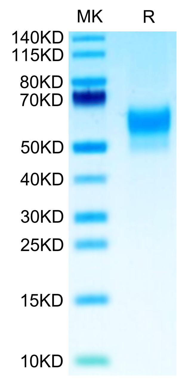 SDS-PAGE gel of Biotinylated Human SIRP Beta 1 Isoform 3 Protein 3550