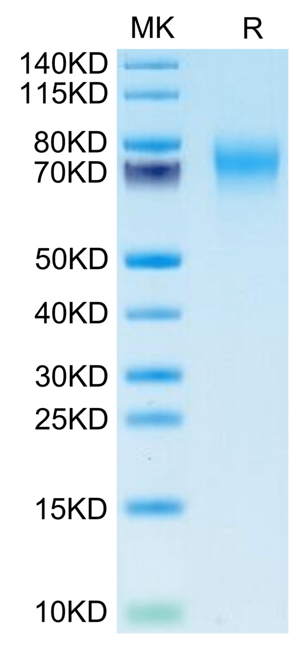 SDS-PAGE gel of Biotinylated Human FGFR2 alpha (IIIc) Protein 3551