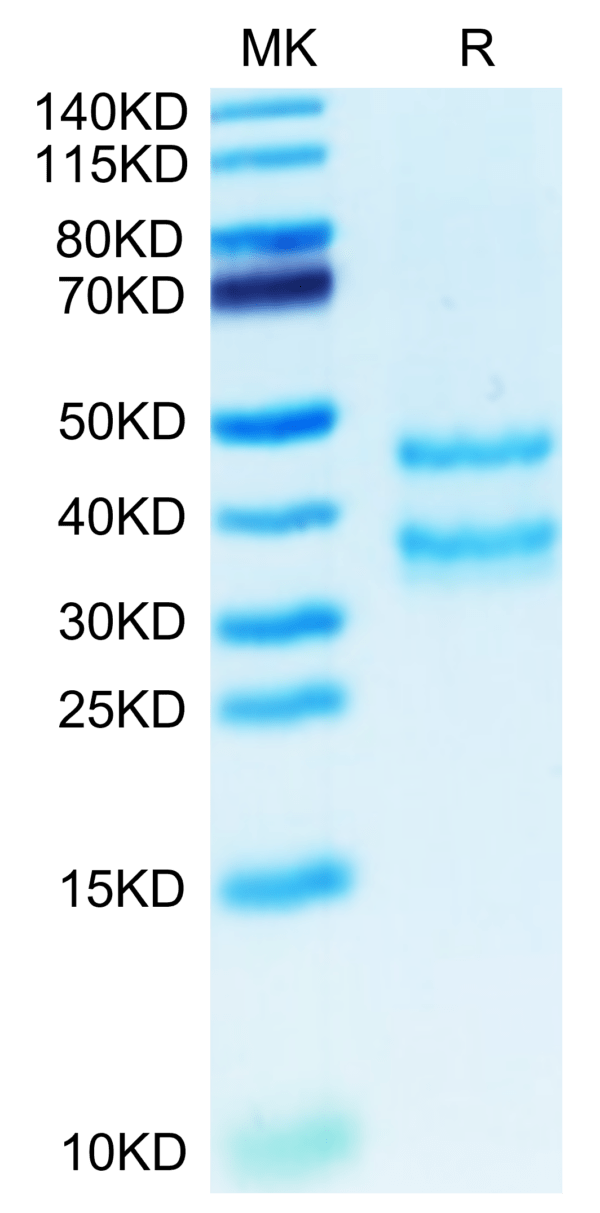 SDS-PAGE gel of Mouse PK-1/PROK1 Protein 3564