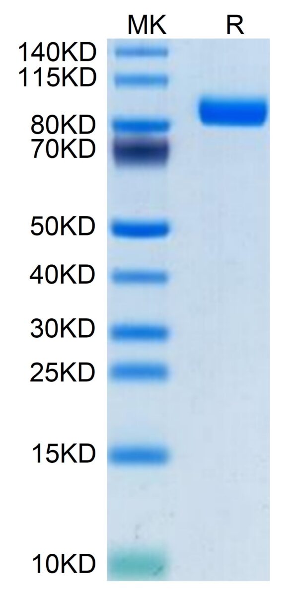 SDS-PAGE gel of Human SEMA4B Protein 3571