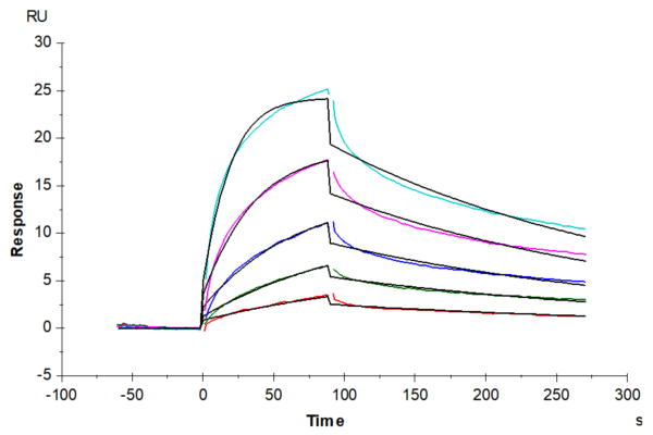 SPR with Mouse IFN alpha/beta R1 Protein 3572