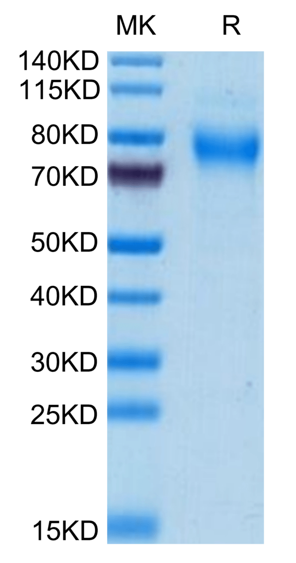 SDS-PAGE gel of Mouse TREML2/TLT-2 Protein 3575