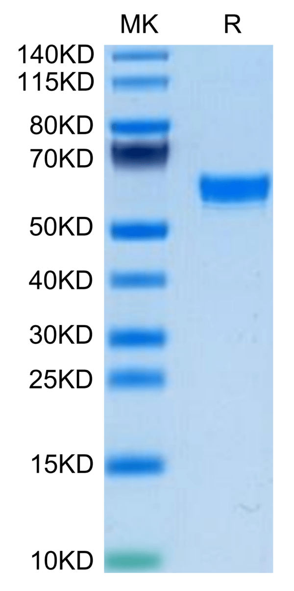 SDS-PAGE gel of Mouse TNFSF15 Protein 3576