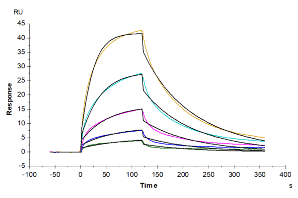 SPR with Mouse FLT3 Ligand Protein 3579