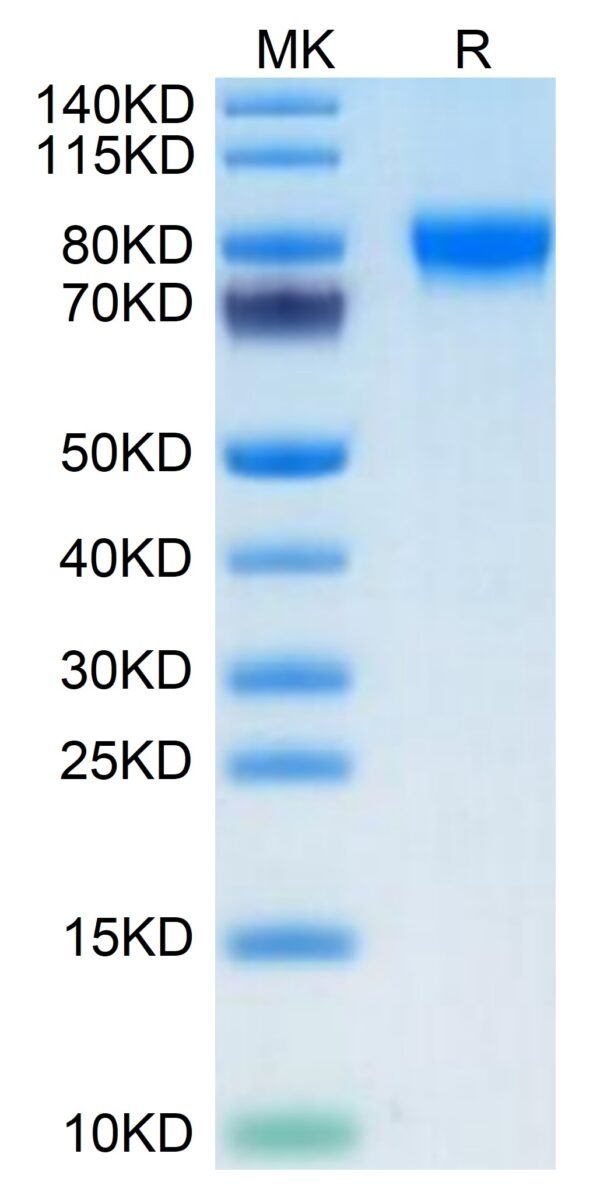 SDS-PAGE gel of Biotinylated Human Siglec-4a/MAG Protein 3582