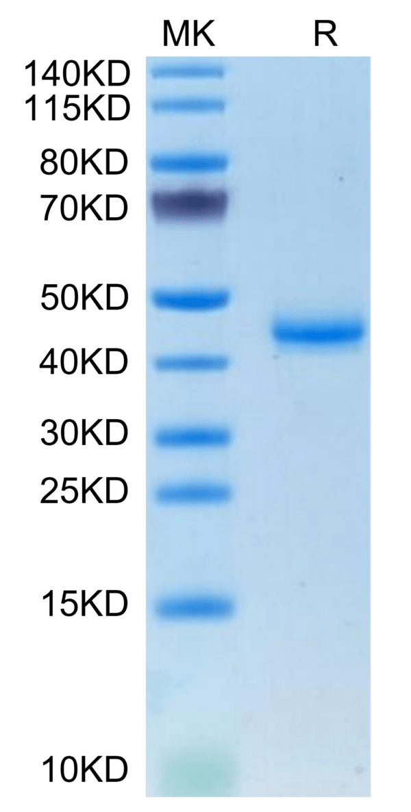 SDS-PAGE gel of Mouse CALCA/CGRP Protein 3586