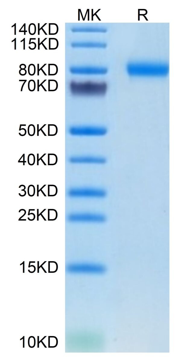 SDS-PAGE gel of Mouse SEMA4B Protein 3588