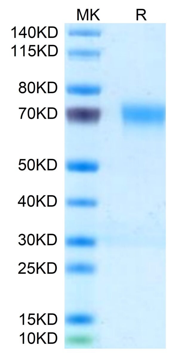 SDS-PAGE gel of Mouse PILRA Protein 3592