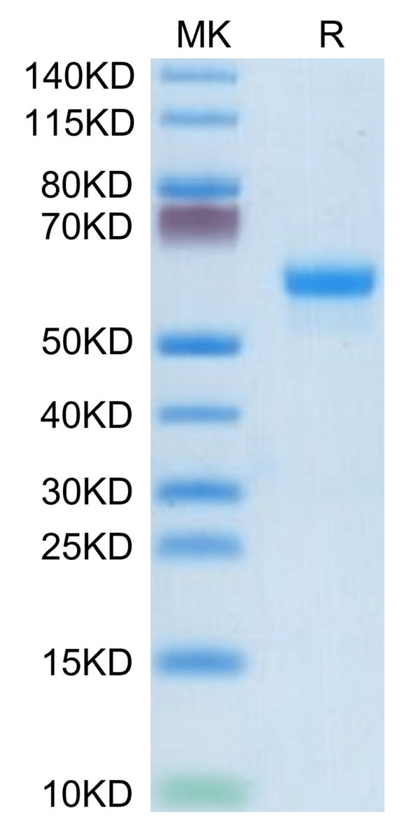 SDS-PAGE gel of Mouse CLEC4A/DCIR Protein 3600