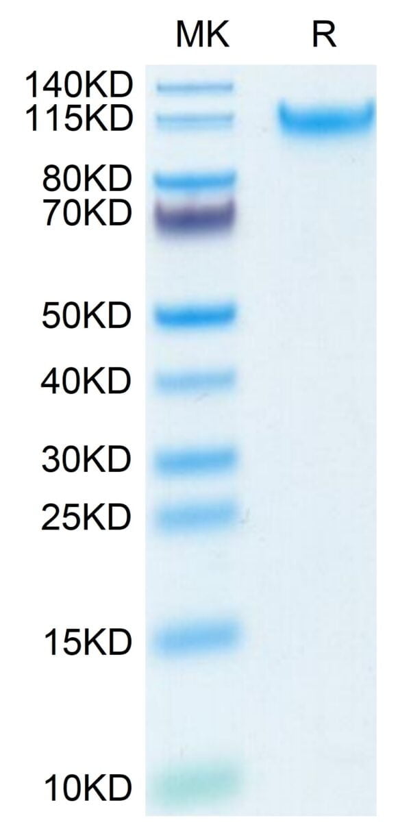 SDS-PAGE gel of Human MANSC1 Protein 3603