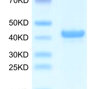 SDS-PAGE gel of Mouse APOA5 Protein 3604
