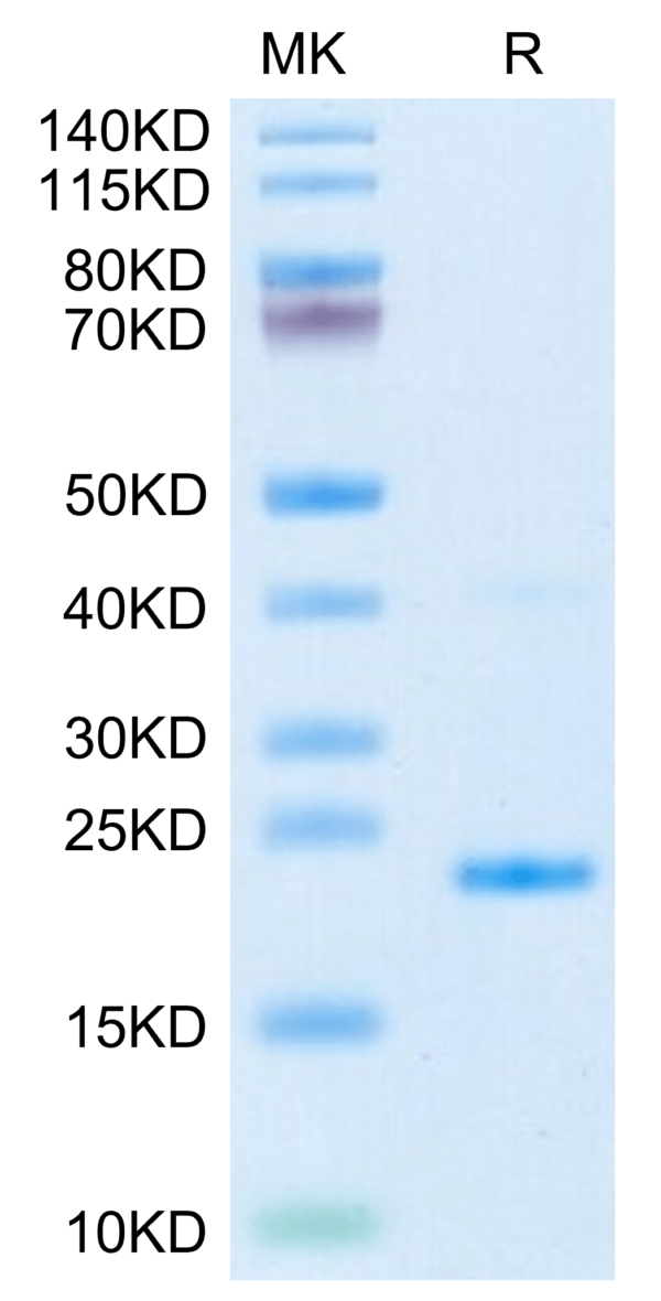 SDS-PAGE gel of Mouse IL-17B Protein 3605