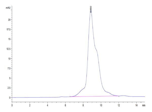 HPLC of Mouse MMP-8 Protein (pro form)  3608