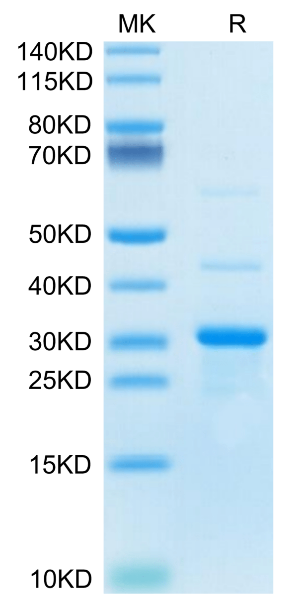 SDS-PAGE gel of Mouse TRAIL/TNFRSF10 Protein 3614