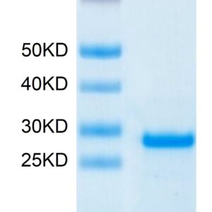 SDS-PAGE gel of Human PS20 Protein 3615