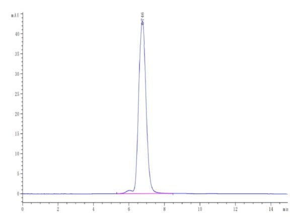 HPLC of Human HLA-A*02:01&B2M&P53 R175H (HMTEVVRHC) Tetramer Protein 3617