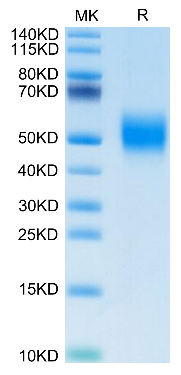 SDS-PAGE gel of Biotinylated Human FGFR2 beta (IIIb) Protein 3620