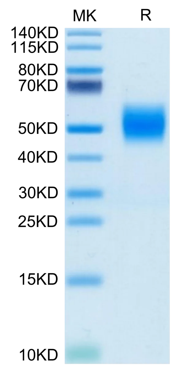 SDS-PAGE gel of Biotinylated Human FGFR2 beta (IIIc) Protein 3622