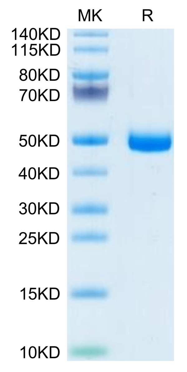 SDS-PAGE gel of Mouse GFRA3 Protein 3625