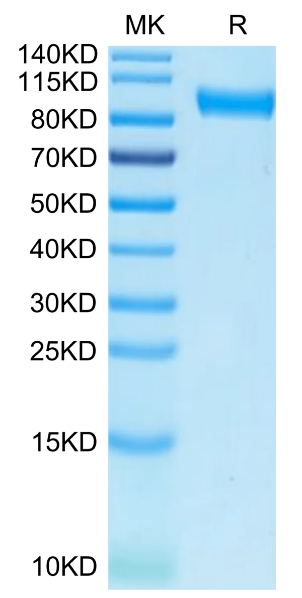 SDS-PAGE gel of Biotinylated Human Axl Protein (Primary Amine Labeling) 3642