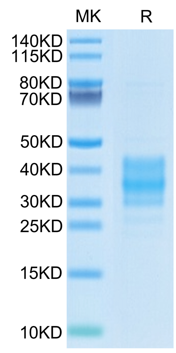 SDS-PAGE gel of Cynomolgus FOLR2 Protein 3646