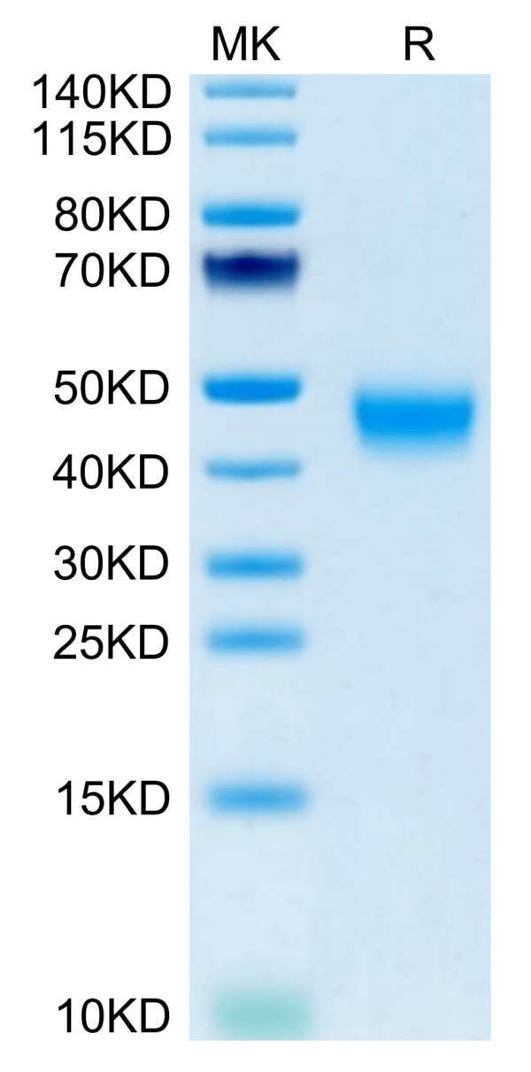 SDS-PAGE gel of Mouse GPA34/VSIG1 Protein 3649