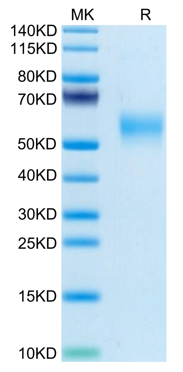 SDS-PAGE gel of Mouse LOX1 Protein 3662