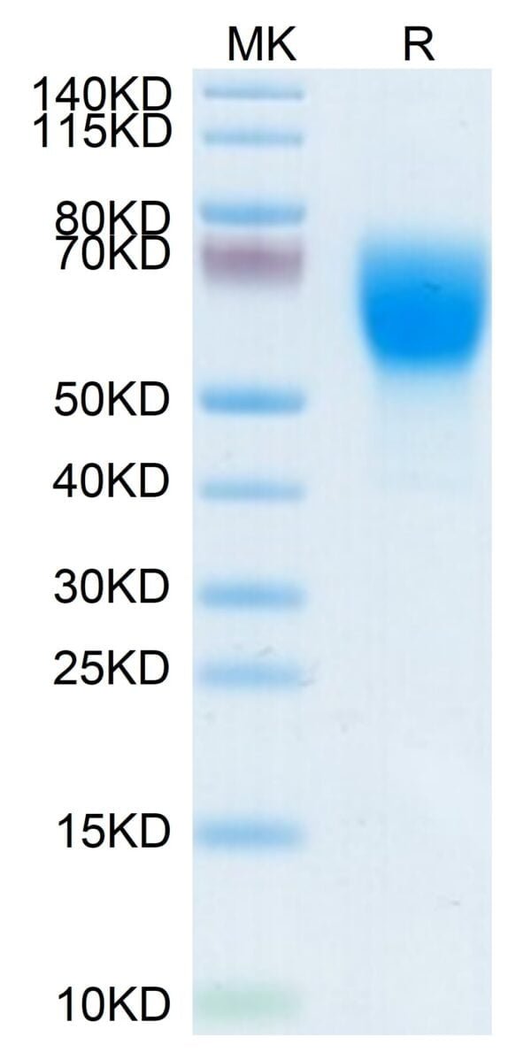 SDS-PAGE gel of Mouse SELL/CD62L Protein 3667