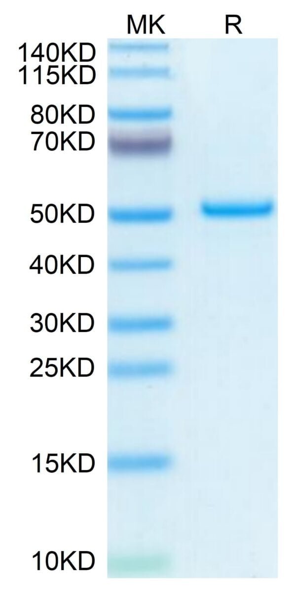 SDS-PAGE gel of Mouse PTN Protein 3677