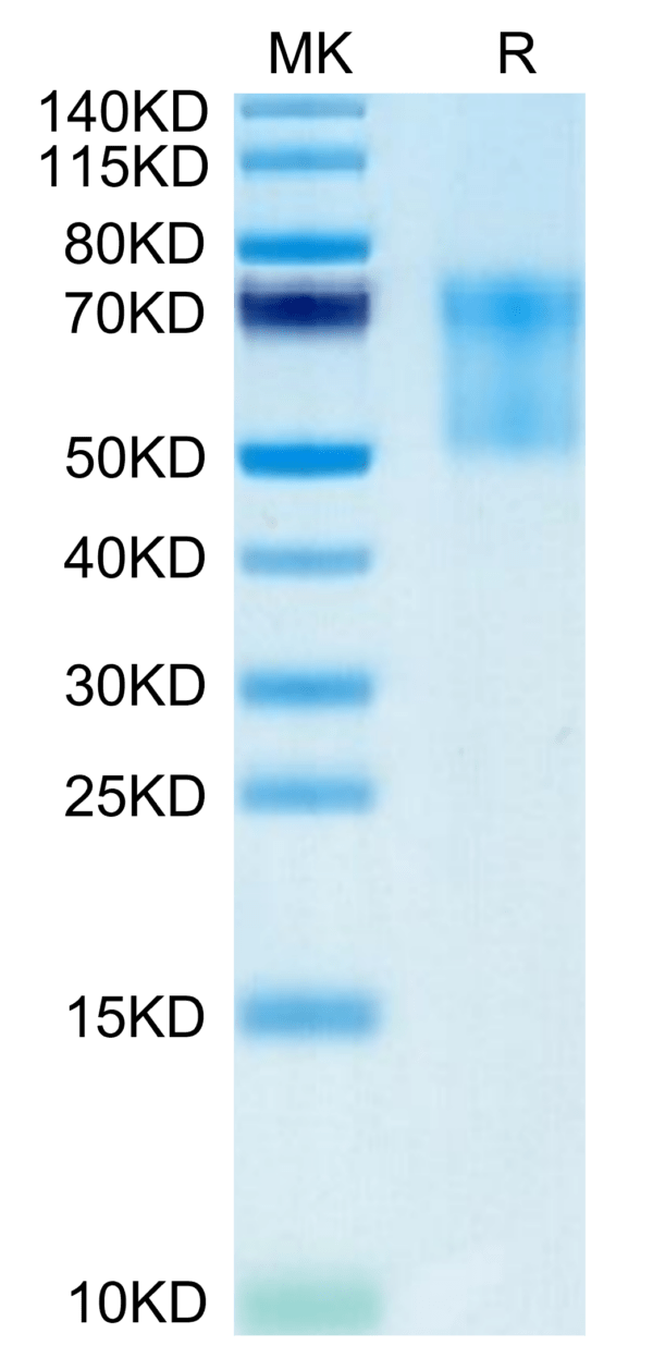 SDS-PAGE gel of Biotinylated Human Syndecan-1 Protein 3678